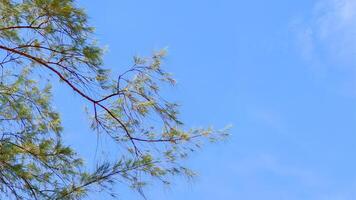 Tranquil Blue Sky with Pine Tree Branches Creating a Serene and Peaceful Natural Background for Relaxation and Mindfulness photo