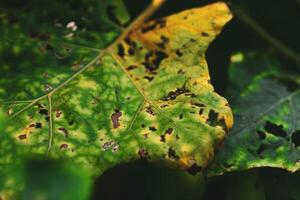 Close-up of Green and Yellow Leaf with Natural Texture and Sunlight Shadows in a Lush Garden Setting photo