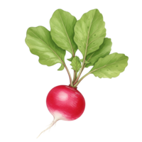 A watercolor single radish with vibrant leaves displayed against a plain backdrop in a studio setting view on transparent background png