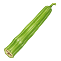 A watercolor single angled ridged gourd with a cut end on a plain setting showing its inner structure nicely on transparent background png
