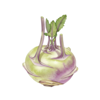 A watercolor single kohlrabi with leaves and stems isolated on a plain setting in a watercolor style image on transparent background png
