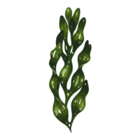 A watercolor single stalk of shiny green seaweed with bulbous leaves against a solid plane background on transparent background png
