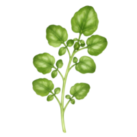 A watercolor single stem of watercress with round leaves against a plain solid colored canvas backdrop element on transparent background png