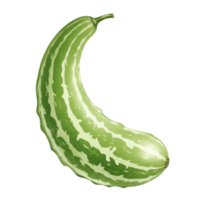 A watercolor single curved green and white striped vegetable isolated on a plain surrounding space view image on transparent background png