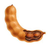 watercolor Close up of a tamarind fruit with part of the shell removed showing the pulp and seeds inside it on transparent background png