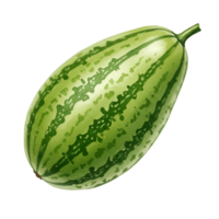 A watercolor single oblong watermelon with green stripes and a stem on an isolated simple solid color space on transparent background png