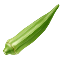 A watercolor single okra pod shown against a plain backdrop in a studio style presentation of the vegetable on transparent background png
