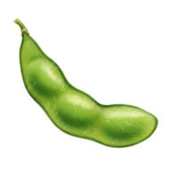 A watercolor single edamame pod with three beans inside against a plain backdrop in a digital rendering style on transparent background png