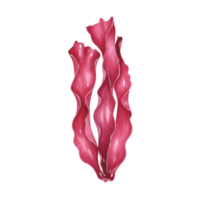 A watercolor style depiction of three pieces of red seaweed on a plain area in a vertical format on transparent background png