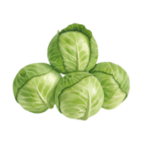 A watercolor stack of four green cabbages sitting atop each other in a pyramid formation on a plain setting on transparent background png