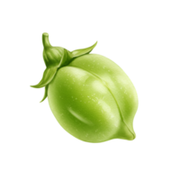 A watercolor single unripe chickpea pod with leaves and stem isolated on a plain solid color backdrop on transparent background png