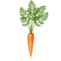 A watercolor single orange carrot with green leaves standing upright on a plain transparent area view image shot on transparent background png