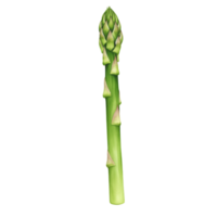 A watercolor single spear of asparagus standing upright on a plain setting ready for cooking or eating fresh on transparent background png