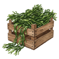 A watercolor wooden crate filled with green seaweed, some of which is cascading over the side of the container on transparent background png