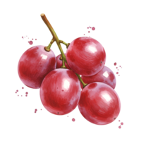 A watercolor style image of a bunch of red grapes hanging from a stem on a transparent area on transparent background png