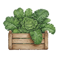 watercolor Decorative cabbage in a wooden crate with green leaves against a plain background artwork style image on transparent background png