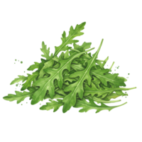 A pile of fresh arugula leaves with jagged edges stacked together on a plain color field surface on transparent background png