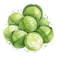 A watercolor style arrangement of several heads of green cabbage with one cut in half showing inside on transparent background png