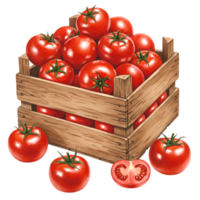 A watercolor wooden crate filled with ripe tomatoes and some scattered around the crate on a plain surface on transparent background png