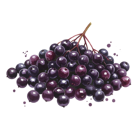 A cluster of elderberries with stems isolated on a plain space showcasing their vibrant color and texture on transparent background png