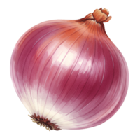 A watercolor single red onion with visible layers and root end against a plain neutral surrounding area on transparent background png