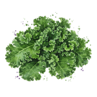A top view of a vibrant curly kale bunch with detailed leaves on a plain isolated setting space on transparent background png