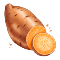 A watercolor style image of a whole and sliced sweet potato on a plain solid color backdrop art piece on transparent background png