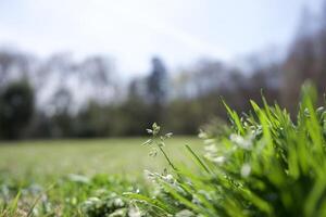A close up of grass in a field photo