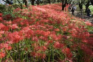 A field of red flowers in the middle of a park photo