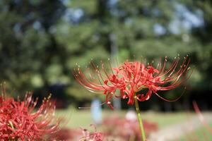 A red flower with long stems photo