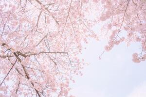 Blossoming Cherry Blossoms 03 photo