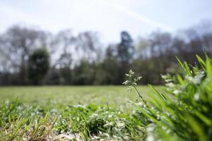 A field of grass with some trees in the background photo