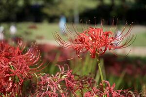 A close up of a flower with long stems photo