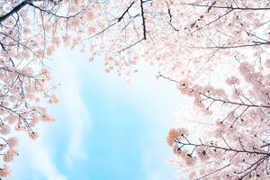 Blossoming Cherry Blossoms 04 photo