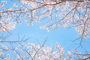 Cherry blossoms on a tree in the spring photo
