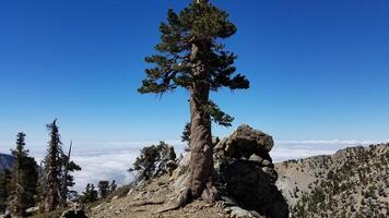 Beautiful Tall Evergreen Tree on Mt. Baldy, Hiking in California photo