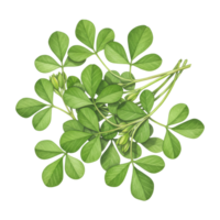 A watercolor vibrant cluster of fresh fenugreek leaves with delicate stems on a plain transparent field on transparent background png