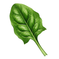 A watercolor single vibrant green spinach leaf with detailed veins on a plain simple background design view image on transparent background png