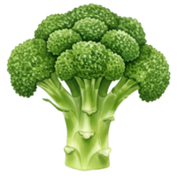 A watercolor single head of broccoli with a green color and a white color on a transparent area view image on transparent background png