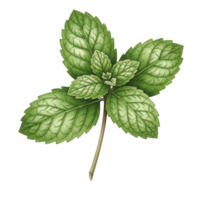 A watercolor sprig of mint with several green leaves attached to a stem on a plain transparent area view close up on transparent background png