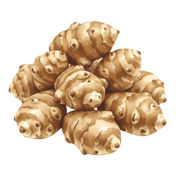 A watercolor group of sunchokes stacked together showing their unique shape and texture in a close up view image on transparent background png