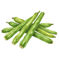 A watercolor style depiction of a group of green drumsticks arranged on a plain surface view from above on transparent background png