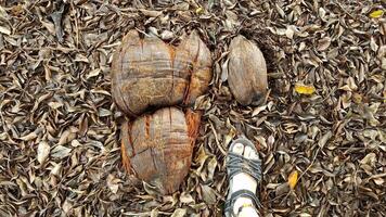 Giant Coconut Smashed on the Ground Next to Foot in Hilo, Hawaii photo