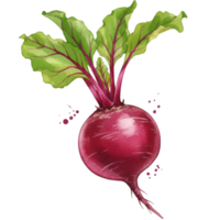 A single beet with green leaves and a vibrant purple bulb on a plain color canvas design style on transparent background png