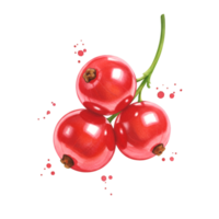 A close up of three red currant berries hanging from a stem with some red splashes around them on transparent background png