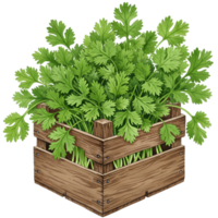 watercolor Fresh cilantro herb growing in a rustic wooden crate with a transparent surrounding area view image on transparent background png