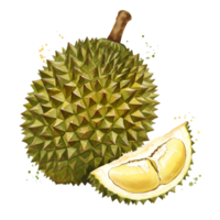 A whole spiky durian and a slice with visible yellow pulp against a plain solid color backdrop view on transparent background png