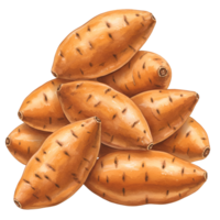 A watercolor vibrant pile of sweet potatoes stacked high against a plain backdrop in a studio setting view on transparent background png