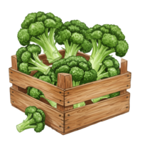 watercolor Fresh broccoli florets packed tightly inside a wooden crate with one piece lying outside crate on transparent background png