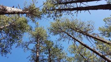 Looking Up at Trees, Tall Pine Trees in the Forest near Payson, Arizona photo